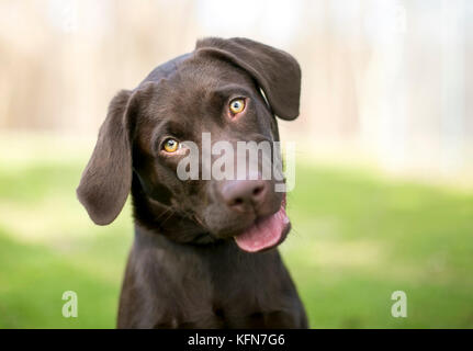 Eine Chocolate Labrador Retriever Welpen Hören mit einem Kopf neigen Stockfoto