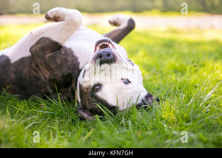 Ein glückliches Grube Bill Terrier Mischling Hund im Gras rollen Stockfoto