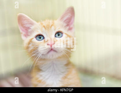 Eine süße Orange tabby Katze mit blauen Augen Stockfoto