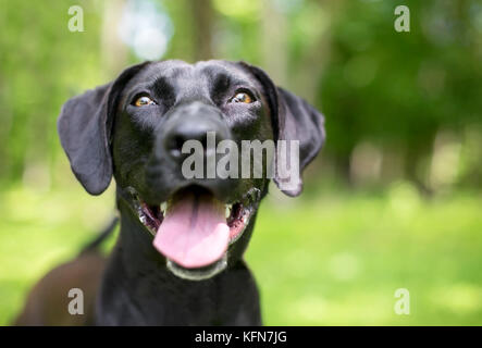 Nahaufnahme eines schwarzen Labrador Retriever Mischling Hund mit einem glücklichen Ausdruck Stockfoto