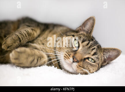 Ein fauler inländischen Kurzhaar tabby Katze entspannt auf einer weißen Decke Stockfoto