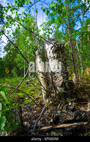 Schöne Baumstumpf Birke vom Biber gefällten Stockfoto