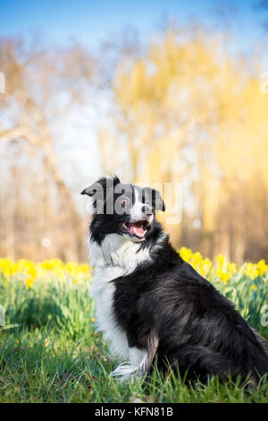 Ein Border Collie Hund draußen in den Frühling mit Narzissen Stockfoto