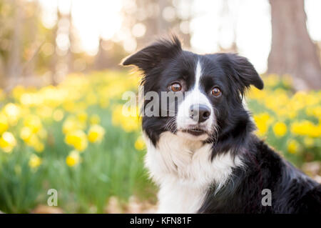 Border Collie Hund im Freien mit Narzissen Stockfoto