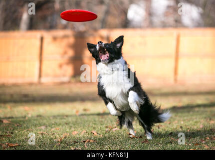 Ein Border Collie Hund sprang ein Flying Disc zu fangen Stockfoto