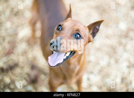 Eine rote Zwergpinscher Hunde mit kupierten Ohren Stockfoto