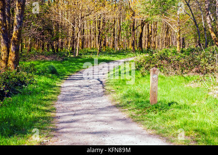 West Highland Way Trail durch den Queen Elizabeth Forest, Schottland Stockfoto