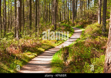 Der Pfad der West Highland Way durch den Wald führende, Schottland Stockfoto
