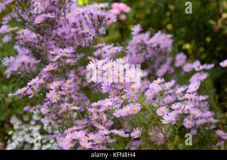 Symphyotrichum, Astern im Garten. Stockfoto