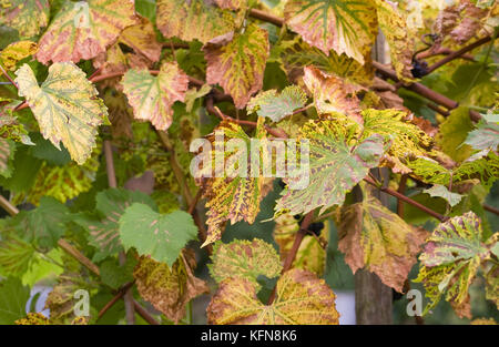 Vitis. verfallende Weinlaub im Herbst. Stockfoto