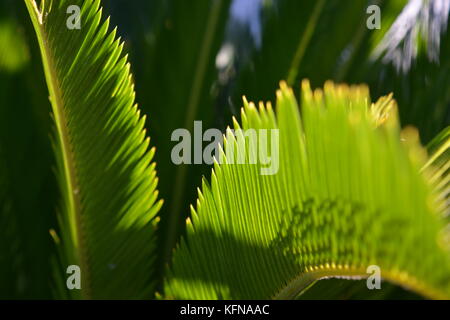 Cycad, Japanisch sago Palm, cycas Revoluta Stockfoto