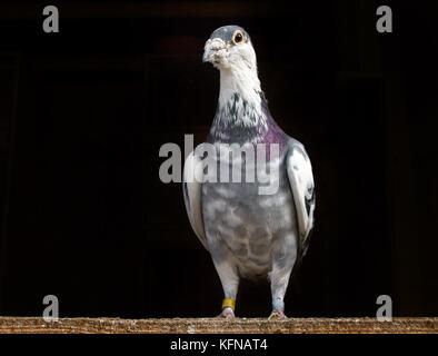 Racing Pigeon sitzen auf Holz vor einem schwarzen Hintergrund. Stockfoto