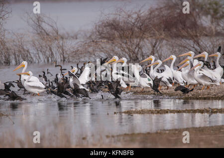 Flug von Ducks und American White Pelican über den Abelardo L. Rodriguez-Staudamm in Hermosillo Sonora 30Nov2015 (Foto von Luis Gutierrez Norte Photo) Vuelo de Patos y Pelicano Blanco Americano sobre la presa Abelardo L. Rodriguez en Hermosillo Sonora 30Nov2015 (Foto von Luis Gutierrez Norte Photo) Stockfoto