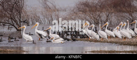 Flug von Ducks und American White Pelican über den Abelardo L. Rodriguez-Staudamm in Hermosillo Sonora 30Nov2015 (Foto von Luis Gutierrez Norte Photo) Vuelo de Patos y Pelicano Blanco Americano sobre la presa Abelardo L. Rodriguez en Hermosillo Sonora 30Nov2015 (Foto von Luis Gutierrez Norte Photo) Stockfoto