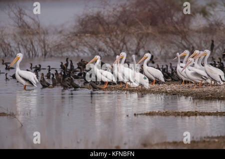 Flug von Ducks und American White Pelican über den Abelardo L. Rodriguez-Staudamm in Hermosillo Sonora 30Nov2015 (Foto von Luis Gutierrez Norte Photo) Vuelo de Patos y Pelicano Blanco Americano sobre la presa Abelardo L. Rodriguez en Hermosillo Sonora 30Nov2015 (Foto von Luis Gutierrez Norte Photo) Stockfoto