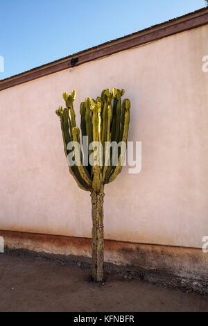 Hohe Euphorbia ingens Cactus, die kandelaber Baum wächst trotz in und sitzen in einer Wüstenumgebung geschnitzt worden. Stockfoto