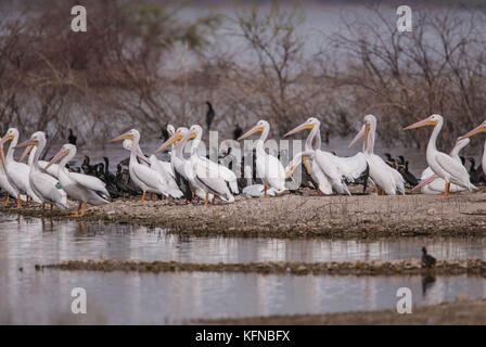 Flug von Ducks und American White Pelican über den Abelardo L. Rodriguez-Staudamm in Hermosillo Sonora 30Nov2015 (Foto von Luis Gutierrez Norte Photo) Vuelo de Patos y Pelicano Blanco Americano sobre la presa Abelardo L. Rodriguez en Hermosillo Sonora 30Nov2015 (Foto von Luis Gutierrez Norte Photo) Stockfoto