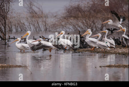 Flug von Ducks und American White Pelican über den Abelardo L. Rodriguez-Staudamm in Hermosillo Sonora 30Nov2015 (Foto von Luis Gutierrez Norte Photo) Vuelo de Patos y Pelicano Blanco Americano sobre la presa Abelardo L. Rodriguez en Hermosillo Sonora 30Nov2015 (Foto von Luis Gutierrez Norte Photo) Stockfoto