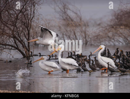 Flug von Ducks und American White Pelican über den Abelardo L. Rodriguez-Staudamm in Hermosillo Sonora 30Nov2015 (Foto von Luis Gutierrez Norte Photo) Vuelo de Patos y Pelicano Blanco Americano sobre la presa Abelardo L. Rodriguez en Hermosillo Sonora 30Nov2015 (Foto von Luis Gutierrez Norte Photo) Stockfoto