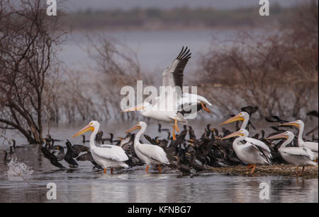 Flug von Ducks und American White Pelican über den Abelardo L. Rodriguez-Staudamm in Hermosillo Sonora 30Nov2015 (Foto von Luis Gutierrez Norte Photo) Vuelo de Patos y Pelicano Blanco Americano sobre la presa Abelardo L. Rodriguez en Hermosillo Sonora 30Nov2015 (Foto von Luis Gutierrez Norte Photo) Stockfoto