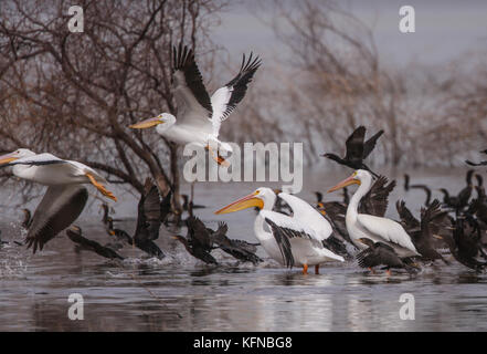 Flug von Ducks und American White Pelican über den Abelardo L. Rodriguez-Staudamm in Hermosillo Sonora 30Nov2015 (Foto von Luis Gutierrez Norte Photo) Vuelo de Patos y Pelicano Blanco Americano sobre la presa Abelardo L. Rodriguez en Hermosillo Sonora 30Nov2015 (Foto von Luis Gutierrez Norte Photo) Stockfoto