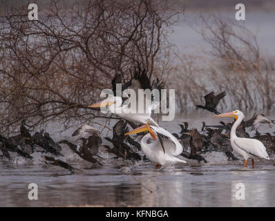 Flug von Ducks und American White Pelican über den Abelardo L. Rodriguez-Staudamm in Hermosillo Sonora 30Nov2015 (Foto von Luis Gutierrez Norte Photo) Vuelo de Patos y Pelicano Blanco Americano sobre la presa Abelardo L. Rodriguez en Hermosillo Sonora 30Nov2015 (Foto von Luis Gutierrez Norte Photo) Stockfoto