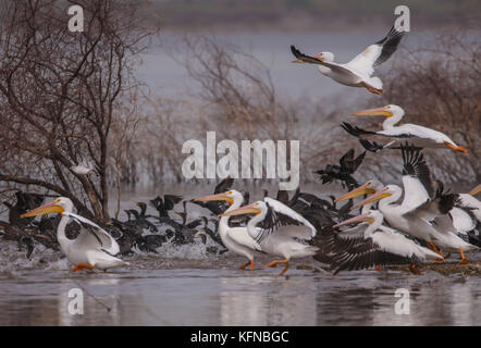 Flug von Ducks und American White Pelican über den Abelardo L. Rodriguez-Staudamm in Hermosillo Sonora 30Nov2015 (Foto von Luis Gutierrez Norte Photo) Vuelo de Patos y Pelicano Blanco Americano sobre la presa Abelardo L. Rodriguez en Hermosillo Sonora 30Nov2015 (Foto von Luis Gutierrez Norte Photo) Stockfoto