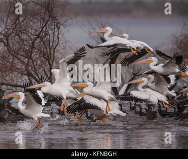 Flug von Ducks und American White Pelican über den Abelardo L. Rodriguez-Staudamm in Hermosillo Sonora 30Nov2015 (Foto von Luis Gutierrez Norte Photo) Vuelo de Patos y Pelicano Blanco Americano sobre la presa Abelardo L. Rodriguez en Hermosillo Sonora 30Nov2015 (Foto von Luis Gutierrez Norte Photo) Stockfoto