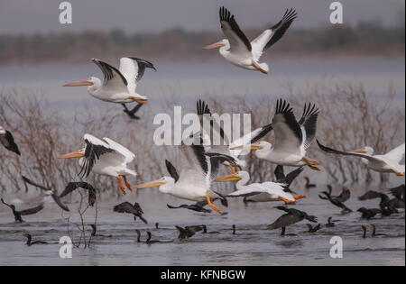 Flug von Ducks und American White Pelican über den Abelardo L. Rodriguez-Staudamm in Hermosillo Sonora 30Nov2015 (Foto von Luis Gutierrez Norte Photo) Vuelo de Patos y Pelicano Blanco Americano sobre la presa Abelardo L. Rodriguez en Hermosillo Sonora 30Nov2015 (Foto von Luis Gutierrez Norte Photo) Stockfoto