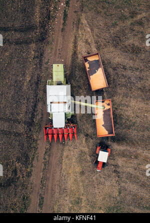 Luftbild des Feldhäckslers strömen geerntete Mais Getreide Körner in den Traktor Mähdrescher, Ansicht von oben von drohne pov Stockfoto
