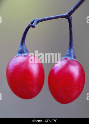 Bittersüßer Nachtschatten (Solanum dulcamara) Beeren wachsen in einem Wald im westlichen New York State, USA Stockfoto