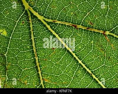 Weiße Eiche (Quercus alba) Blatt close-up Stockfoto