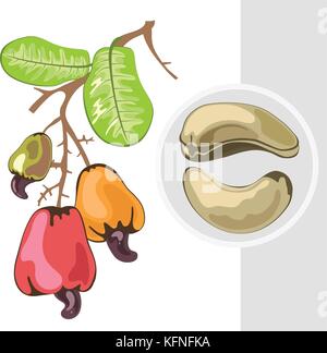 Cashew. Zweig mit Früchten und Blättern. Vector Illustration. Stock Vektor