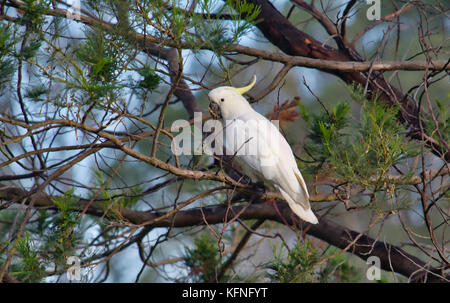 Eine australische Schwefel-Crested cockatoo thront auf einem Zweig der Flaschenbürste Bush. Stockfoto