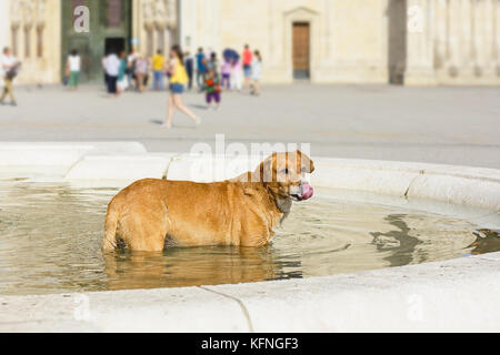 Hund in der Stadt Springbrunnen im Wasser kühlen Stockfoto