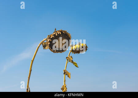 Zwei schöne reife Sonnenblumen gegen den blauen wolkenlosen Himmel Stockfoto