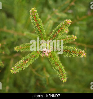 Nahaufnahme der fir Zweig mit knospen im Frühling Stockfoto