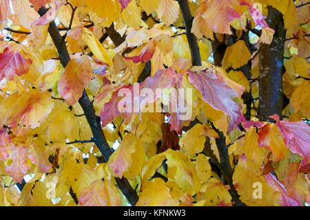 - Aus der Nähe von pf Persischen ironwood tree Parrotia persica Blätter im Herbst, Vancouver, BC, Kanada Stockfoto