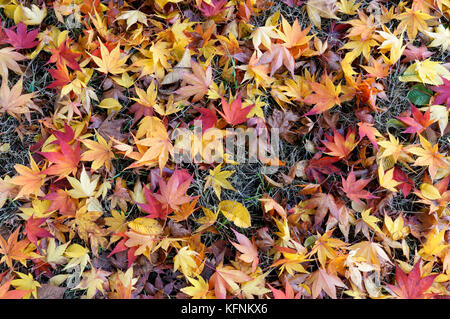 Gefallenen japanischen Ahorn Acer palmatum Herbst Blätter auf dem Boden liegend Stockfoto