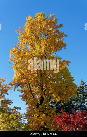 Reifen tuliptree Liriodendron tulipifera mit gelben Herbst Laub, Vancouver, BC, Kanada Stockfoto