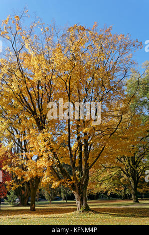 Reifen Zucker Ahorn Acer Saccharum mit goldgelben Herbstlaub, Shaughnessy Park, Vancouver, BC, Kanada Stockfoto