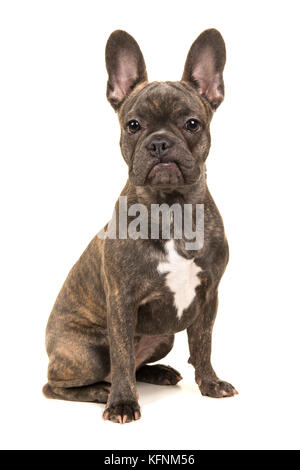 Cute sitzend Braun französische Bulldogge mit Blick auf die Kamera auf einem weißen Hintergrund isoliert Stockfoto