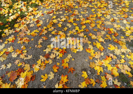 Bunte rote und gelbe Sugar Maple Tree Blätter auf dem Boden im Herbst, Vancouver, BC, Kanada verstreut Stockfoto