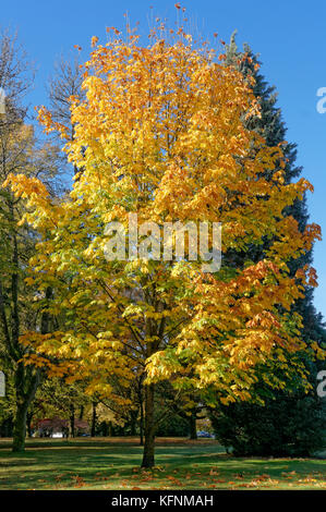 Bigleaf Ahorn Acer macrophyllum mit Falllaub in Shaughnessy Park, Vancouver, BC, Kanada Stockfoto