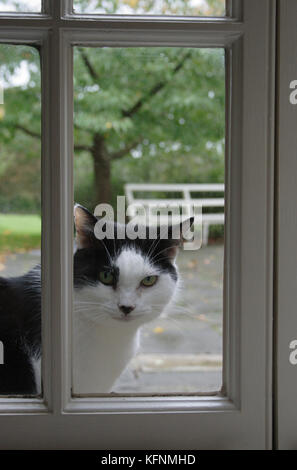 Katze am Fenster sitzen zu kommen Stockfoto