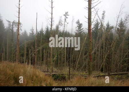 Oktober 2017 - Alter Wald in Wales, in der Nähe der Stadt Bala, der Bäume durch Wind und Stürme in den letzten Wochen beschädigt hat, das sind großartige Textur Stockfoto