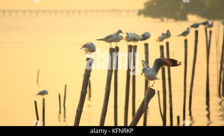 Möwe das Hocken auf einem Bambus post am Meer im Hintergrund bei Sonnenuntergang Stockfoto