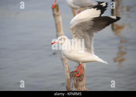 Linie der Möwe Das hocken auf einem Bambus post am Meer Hintergrund. Thailand Stockfoto