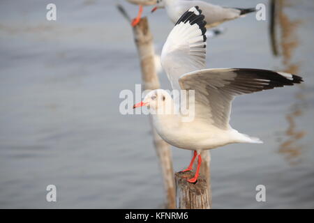 Linie der Möwe Das hocken auf einem Bambus post am Meer Hintergrund. Thailand Stockfoto