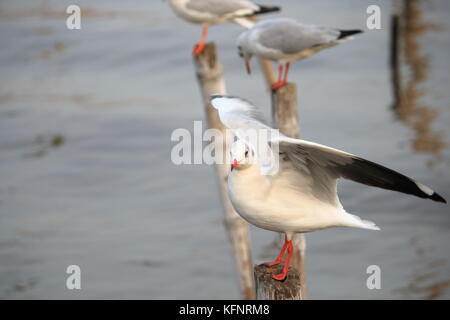 Linie der Möwe Das hocken auf einem Bambus post am Meer Hintergrund. Thailand Stockfoto